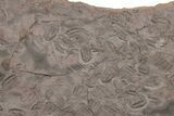 Ordovician Trilobite Mortality Plate - Tafraoute, Morocco #194101-2